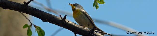 Photo d'une paruline � collier
