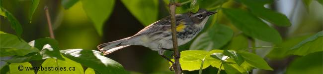Photo d'une paruline � croupion jaune