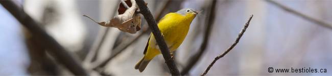 Photo d'une paruline � joues grises