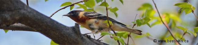 Photo d'une paruline � poitrine baie