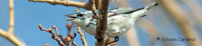 Photo d'une paruline azur�e