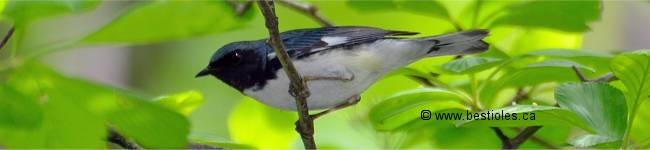 Photo d'une paruline bleue