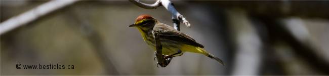 Photo d'une paruline � couronne rousse