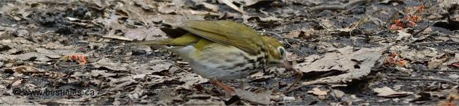 Photo d'une paruline couronn�e