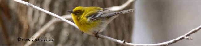 Photo d'une paruline des pins