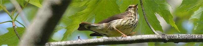 Photo de paruline des ruisseaux