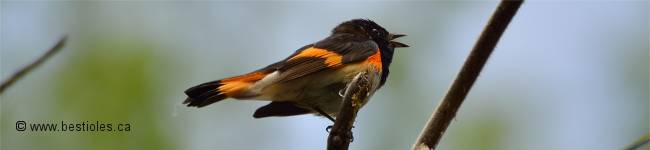 Photo d'une paruline flamboyante