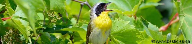 Photo d'une paruline masqu�e