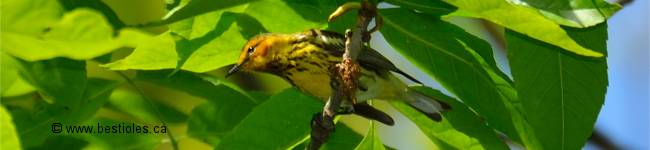 Photo d'une paruline tigr�e