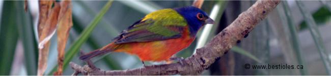 Photo d'un passerin nonpareil m�le