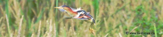 Photo d'un petit blongios en vol