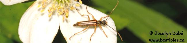 Petit lepture lign� (Analeptura lineola)