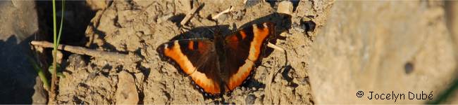 Petite vanesse (aglais milberti)