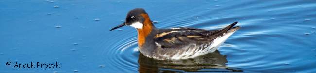Phalarope � bec �troit