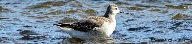 Photo d'un phalarope de Wilson