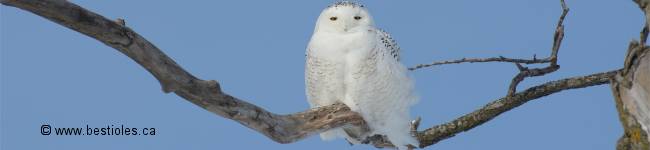 Photographe d'oiseaux