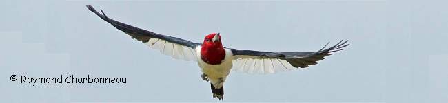 Pic � t�te rouge