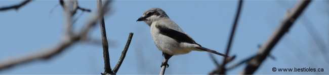 Photo d'une pie-gri�che grise