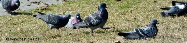 Photo de pigeon