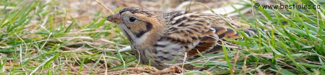 Photo d'un plectrophane lapon