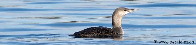 Photo de plongeon catmarin