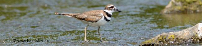 Photo d'un pluvier kildir