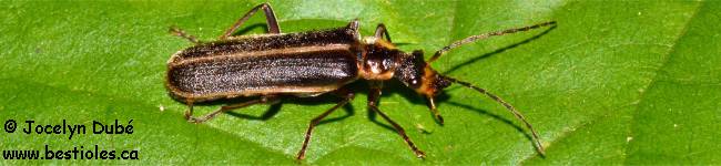 Photo d'un insecte du genre Podabrus