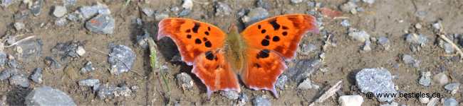 Photo d'un papillon polygone