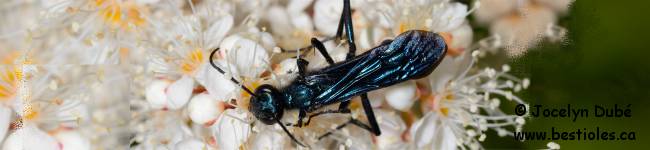 Photo de poti�re bleue (Chalybion californicum)