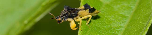 Photo d'une punaise embusqu�e (Phymata fasciata)