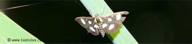 Photo d'une pyrale � huit points (Anania funebris glomeralis)