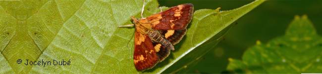 Photo d'un papillon de la famille Pyrausta (Pyrausta orphisalis)