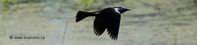 Photo de quiscale bronz�