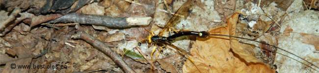 Photo de rhysse noir�tre (Megarhyssa atrata)