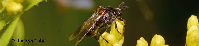 Photo de Ripiphoridae (Ripiphorus)