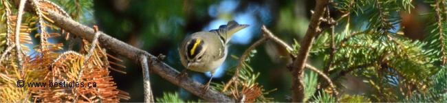 Photo de roitelet � couronne dor�e