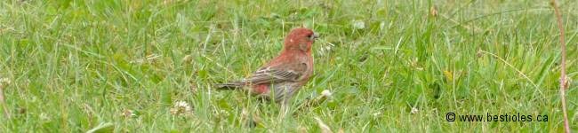 Photo d'un roselin