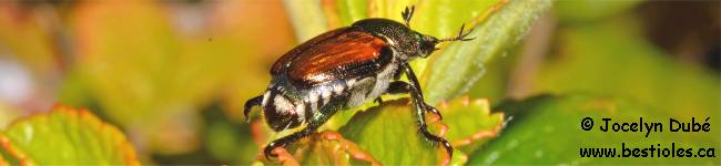 Photo d'un insecte de la sous-famille Rutelinae