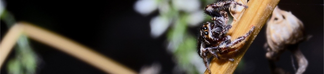 Photo de Salticides ou araign�e sauteuse