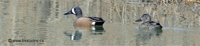 Photo de sarcelles � ailes bleues