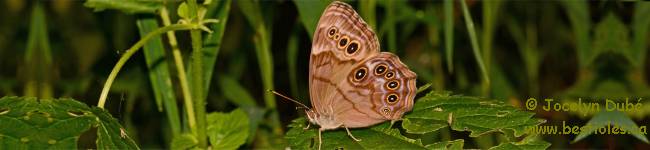 Photo de satyre perl� (Lethe anthedon)