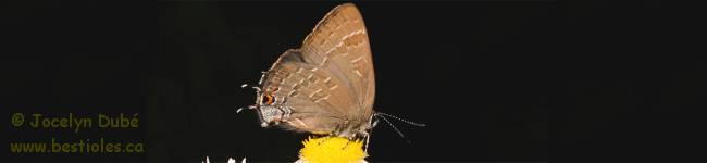 Photo de papillon porte-queue du caryer (Satyrium caryaevorus)