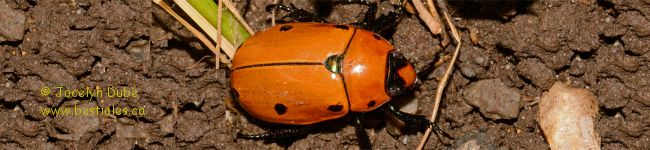 Photo de scarab�e de la vigne