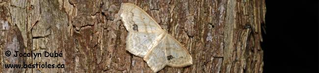 Photo d'un papillon du genre Scopula