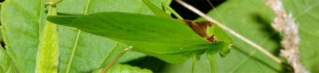 Photo d'une scudd�rie (Amblycorypha)