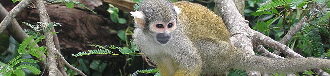 Photo de singe �cureuil ou Sa�miri