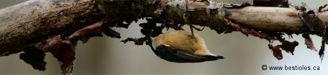 Photo de sittelle � poitrine rousse