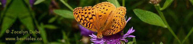 Photo d'un argynne (Speyeria aphrodite)