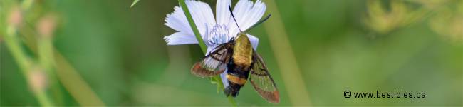 Photo d'un sphinx ou Sphingid�s (Sphingidae)