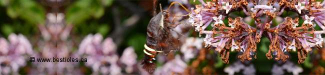 Photo d'un sphinx nessus - amphion floridensis